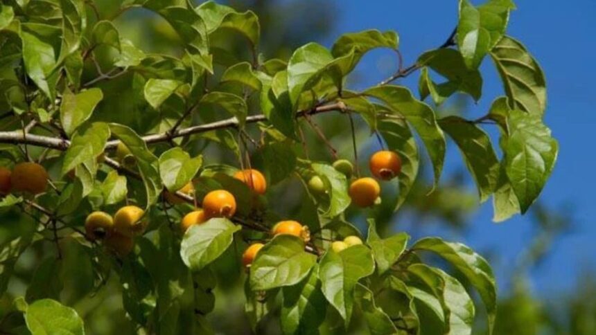 irma-esquecida-da-goiaba-e-cheia-de-vitaminas-e-pode-proteger-arterias,-aponta-pesquisa-de-sc