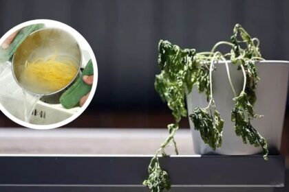 agua-de-macarrao-que-sobra-na-panela-pode-virar-um-fertilizante-potente-para-suas-plantas