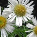 unica-no-mundo:-flor-rara-da-serra-catarinense-floresce-entre-neblina-e-frio-intenso