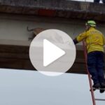 video:-cachorro-e-salvo-por-bombeiros-apos-ficar-preso-em-passarela-na-br-282-em-sc