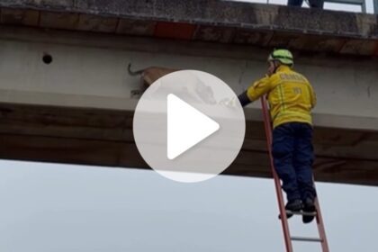 video:-cachorro-e-salvo-por-bombeiros-apos-ficar-preso-em-passarela-na-br-282-em-sc