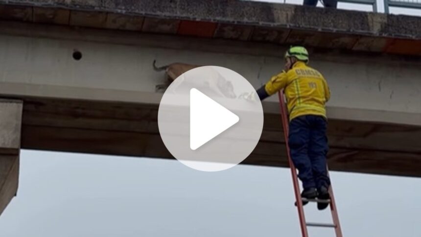 video:-cachorro-e-salvo-por-bombeiros-apos-ficar-preso-em-passarela-na-br-282-em-sc