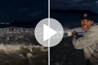 nem-amanheceu-ainda:-pescadores-de-tainha-comecam-a-semana-com-rede-cheia-de-peixes-em-sc