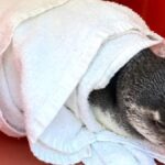 video:-pinguim-e-resgatado-com-sinais-de-desidratacao-em-praia-de-florianopolis
