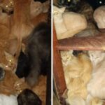 reproducao-desenfreada-com-400-gatos-em-apartamento-vira-caso-de-policia-em-sc
