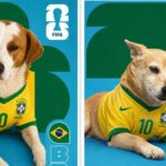 fotos:-cachorros-para-adocao-viram-figurinhas-da-copa-do-mundo-em-divulgacao-de-abrigo-de-sc