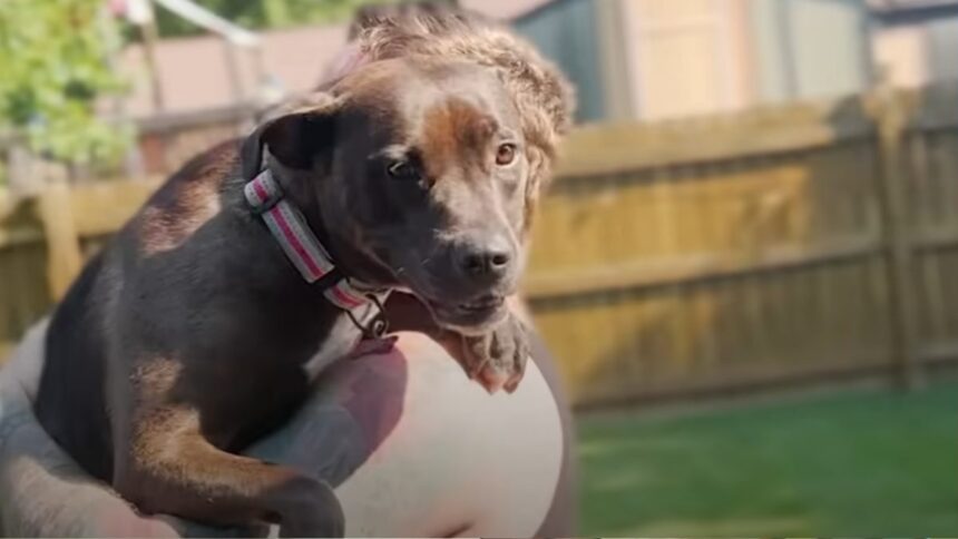 cadela-pitbull-emociona-nova-familia-apos-so-se-sentir-segura-no-colo-por-causa-de-trauma