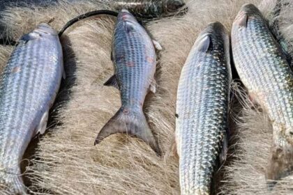 pesca-de-tainha-na-modalidade-arrasto-de-praia-esta-suspensa