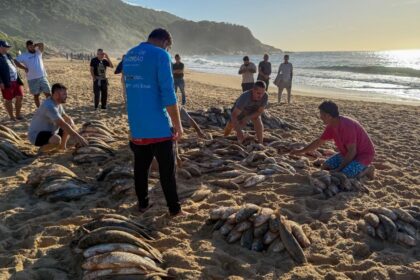 balneario-camboriu-reage-ao-fim-da-pesca-da-tainha-em-sc:-centenas-sem-o-ganha-pao