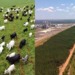 economia-e-poder:-como-agro-e-celulose-influenciam-a-disputa-eleitoral-em-ms