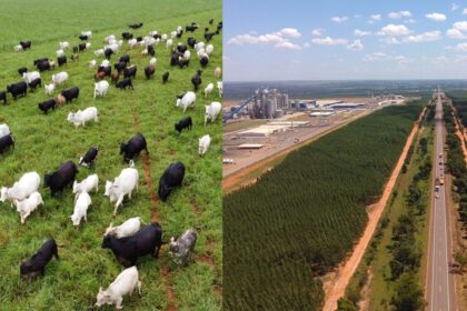 economia-e-poder:-como-agro-e-celulose-influenciam-a-disputa-eleitoral-em-ms