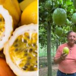 maracuja-renasce-apos-crise-devastadora-e-ganha-forca-com-nova-estrategia-no-campo-em-sc