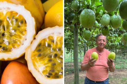 maracuja-renasce-apos-crise-devastadora-e-ganha-forca-com-nova-estrategia-no-campo-em-sc