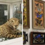 museu-escondido-em-sc-guarda-onca-e-colecao-rara-de-borboletas-do-brasil-e-do-mundo