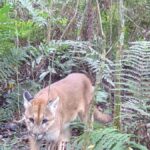 oncas-pardas-com-filhotes-sao-registradas-em-parque-de-sc-e-surpreendem-pesquisadores