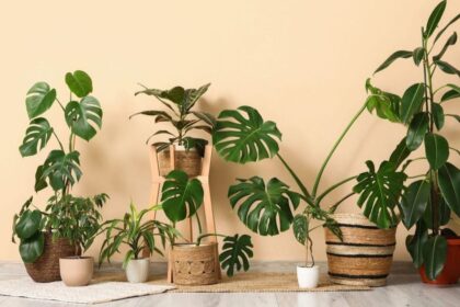 esse-especialista-indicou-5-plantas-para-vaso-autoirrigavel:-o-truque-muda-a-decoracao-da-casa-e-ajuda-na-rotina