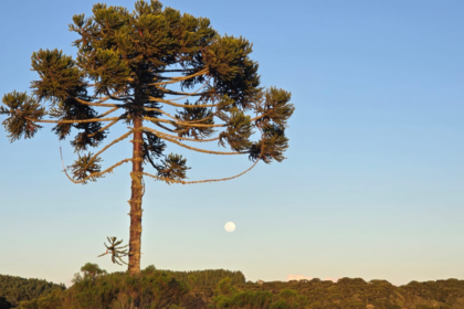 alem-do-pinhao:-conheca-arvore-de-200-milhoes-de-anos-que-e-o-coracao-da-serra-de-sc