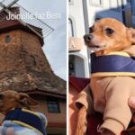 pinscher-conquista-a-web-ao-passear-por-pontos-turisticos-de-joinville:-quase-foi-abandonado