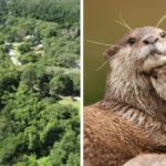paraiso-secreto-de-florianopolis-abriga-animais-raros-e-planta-que-so-existe-em-sc