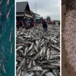 mar-generoso-concede-mais-de-5,1-mil-toneladas-de-tainhas-a-pescadores-e-safra-encerra-com-marca-historica-em-sc