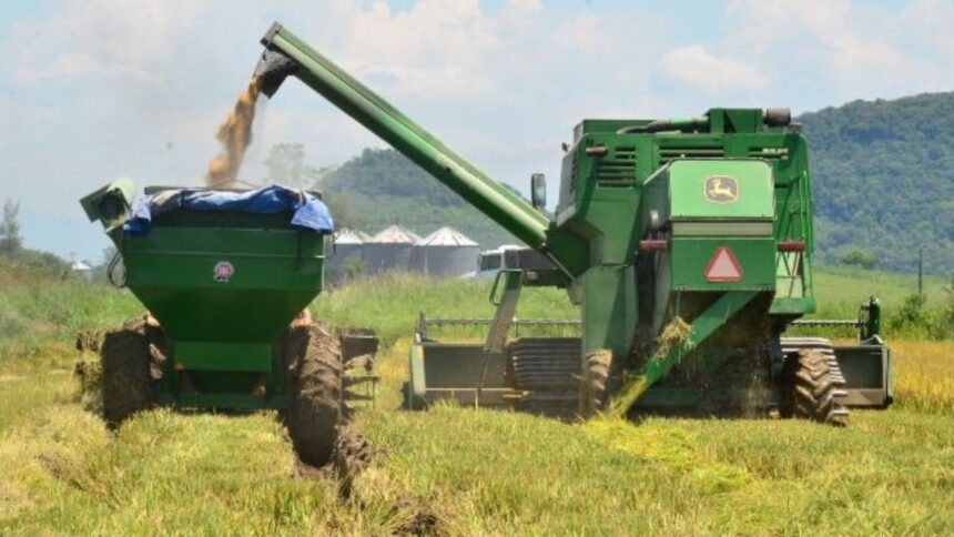 ouro-branco-do-sul-de-sc:-regiao-produz-80%-do-arroz-catarinense-e-aposta-em-tecnologia-para-crescer
