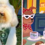 de-astro-da-web-a-dono-de-cafe:-cao-gigante-inspira-1a-dog-cafeteria-de-chapeco