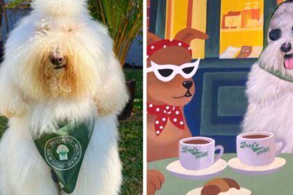 de-astro-da-web-a-dono-de-cafe:-cao-gigante-inspira-1a-dog-cafeteria-de-chapeco