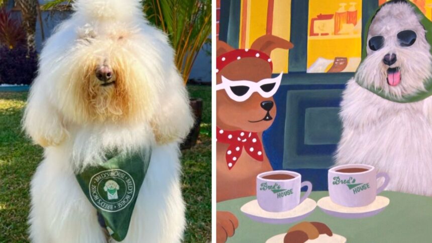 de-astro-da-web-a-dono-de-cafe:-cao-gigante-inspira-1a-dog-cafeteria-de-chapeco