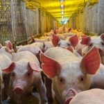 a-muralha-sanitaria-de-5-cidades-de-sc:-1,5-milhao-de-suinos-e-alta-tecnologia-para-alimentar-o-mundo