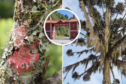 barbas-de-velho-tomam-conta-das-araucarias-da-serra-de-sc-e-revelam-pista-sobre-qualidade-do-ar-que-intriga-pesquisadores