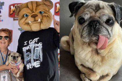 pug-vence-concurso-de-cao-mais-feio-do-mundo-e-leva-premio-de-r$-25-mil