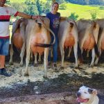 tecnologia-e-genetica-elevam-a-producao-de-leite-em-santa-catarina
