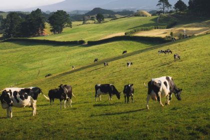 lavouras-e-gado-em-risco-com-o-super-el-nino:-estado-lanca-plano-inedito-para-salvar-animais-de-producao-em-sc