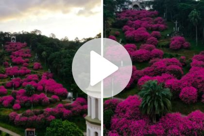 flores-rosas-explodem-em-meio-ao-verde-e-transformam-morro-de-santuario-de-sc:-toda-a-criacao-louva-a-deus