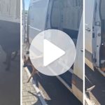 cachorros-caramelos-invadem-van-e-lotam-interior-do-veiculo-apos-motorista-deixar-portas-abertas-para-tomar-sol-em-sc