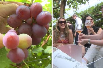 vinhedo-surpreende-com-piquenique-entre-parreirais-e-colheita-de-uvas-direto-do-pe-para-quem-busca-turismo-fora-do-obvio