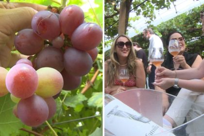 vinhedo-surpreende-com-piquenique-entre-parreirais-e-colheita-de-uvas-direto-do-pe-para-quem-busca-turismo-fora-do-obvio