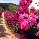 mar-de-flores-cultivado-ha-quase-30-anos-por-casal-de-idosos-tem-extensao-de-predio-de-26-andares-em-sc