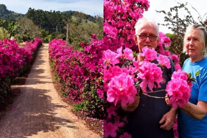 mar-de-flores-cultivado-ha-quase-30-anos-por-casal-de-idosos-tem-extensao-de-predio-de-26-andares-em-sc