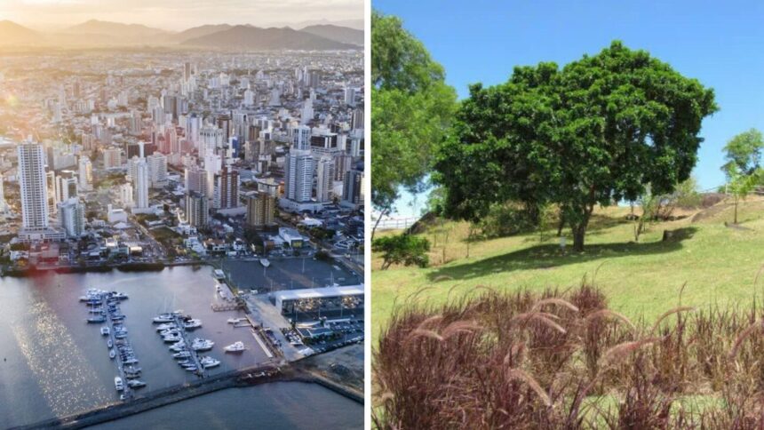pau-brasil-de-quase-50-anos-escapa-da-destruicao-e-ganha-novo-destino-em-cidade-de-sc